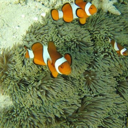 Bidara Cottage Labuhan Pandan Bagian luar foto